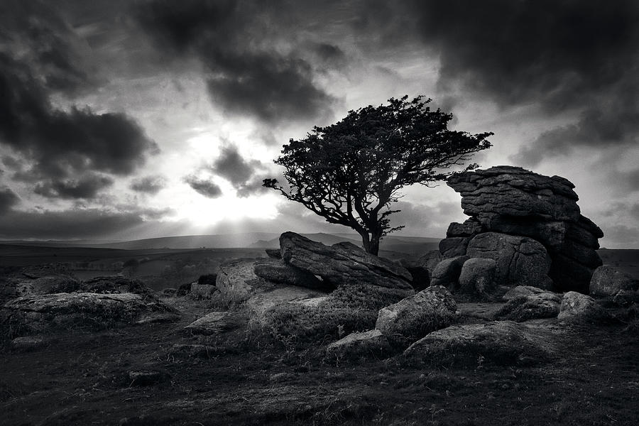 Saddle Tor, Dartmoor, Lone Tree And Tor Photograph by David Clapp