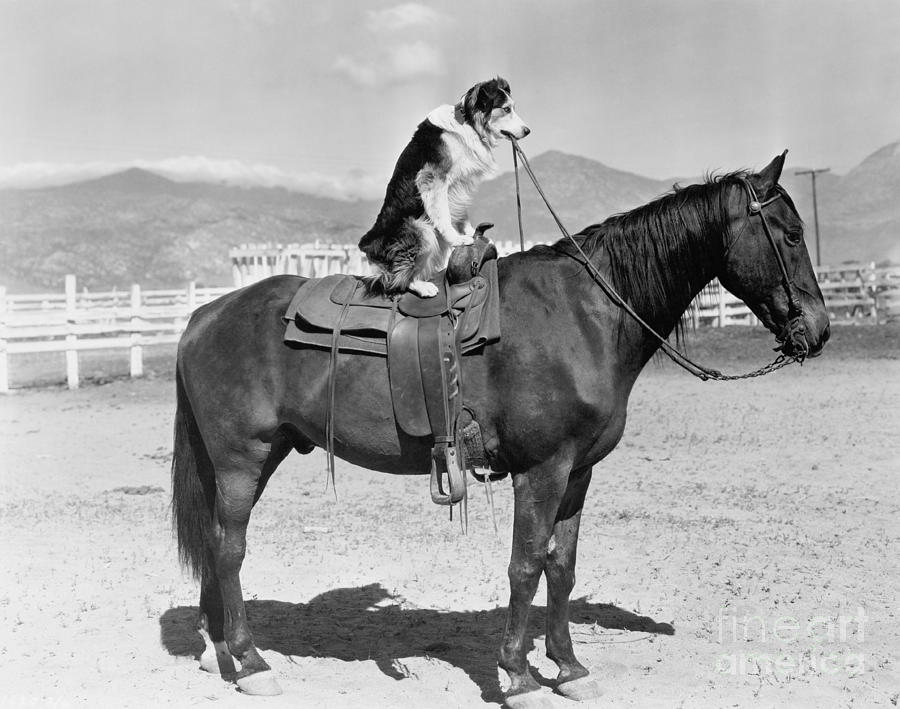 Country Photograph - Saddle by Everett Collection Country Photograph - Saddle by Everett Collection