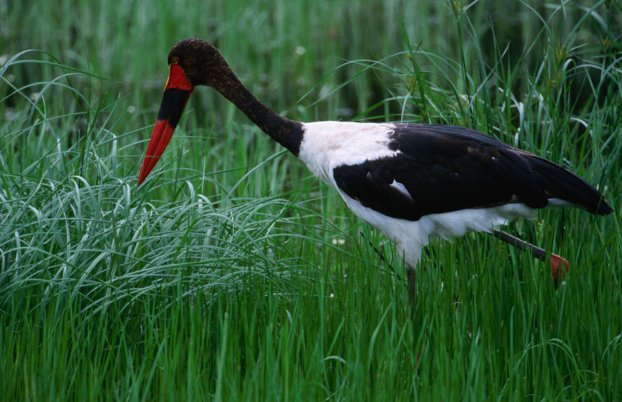 Saddlebill Stork Ephippiorhynchus Photograph by Lonely Planet