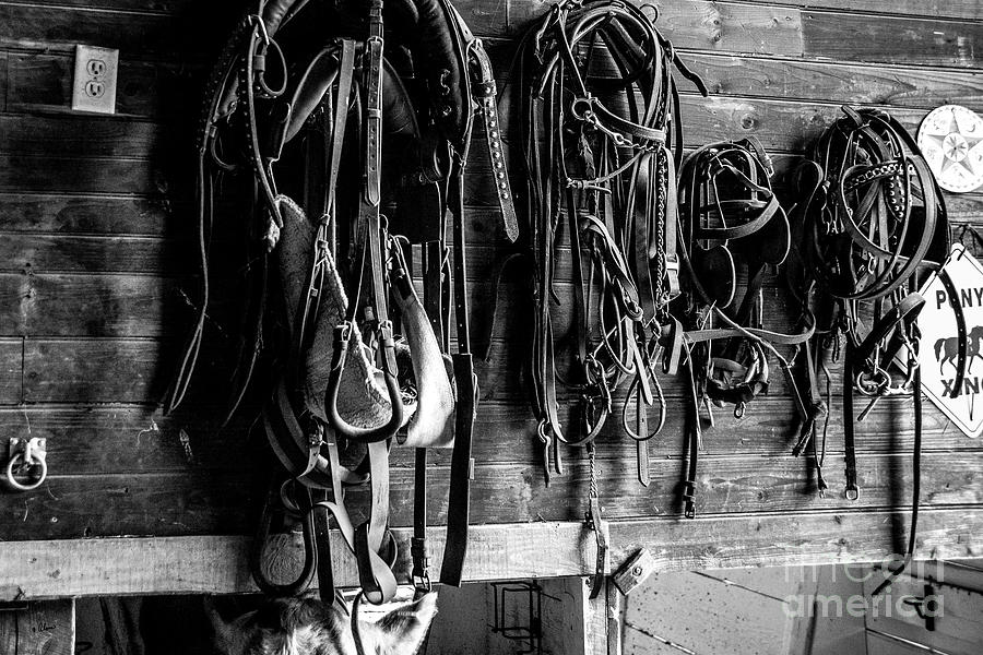 Saddles Photograph by Alana Ranney