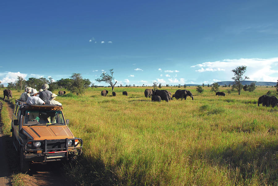 Safari Goers Watching Elephants On The Photograph by Raisbeckfoto