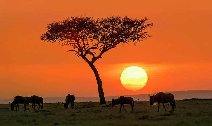 Sunset Photograph - Safari Sunset by Hua Zhu