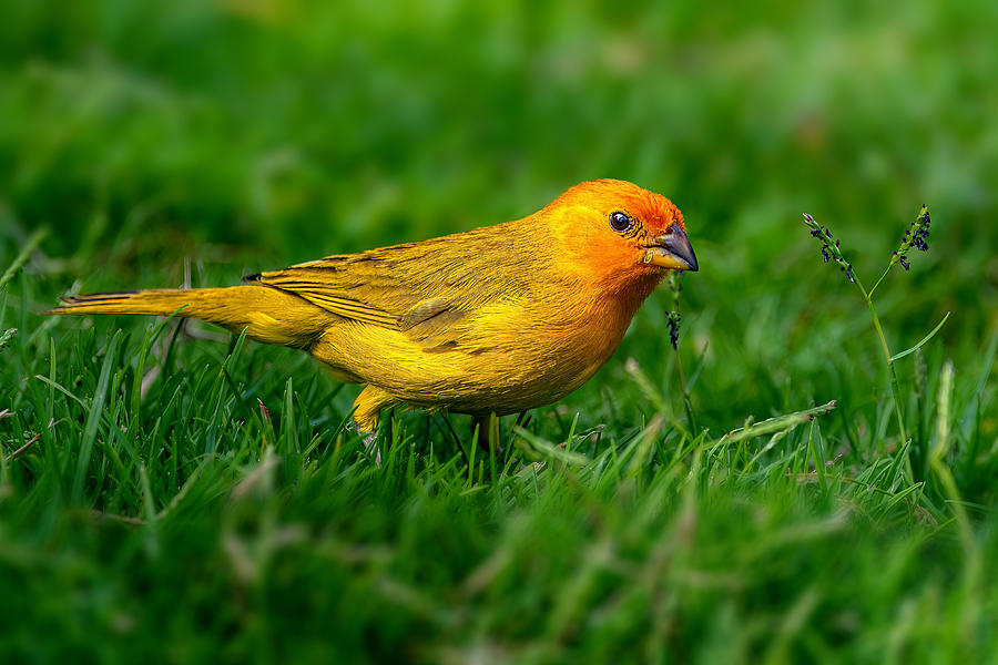 Saffron Finch Photograph by Jian Xu Fine Art America