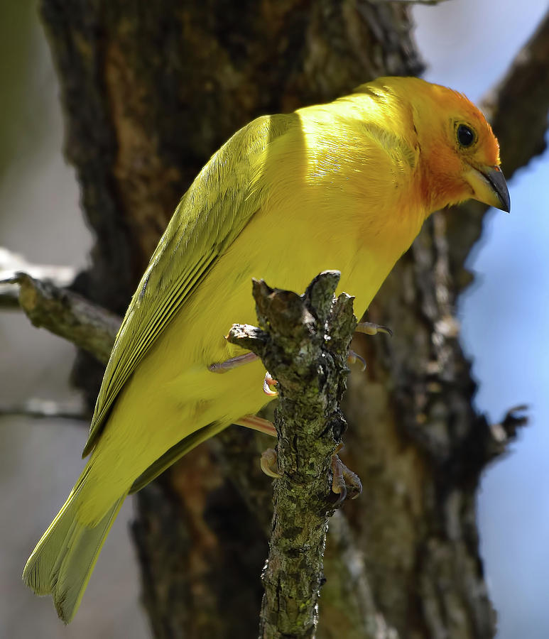 Saffron Finch by Pamela Walton Saffron Finch by Pamela Walton