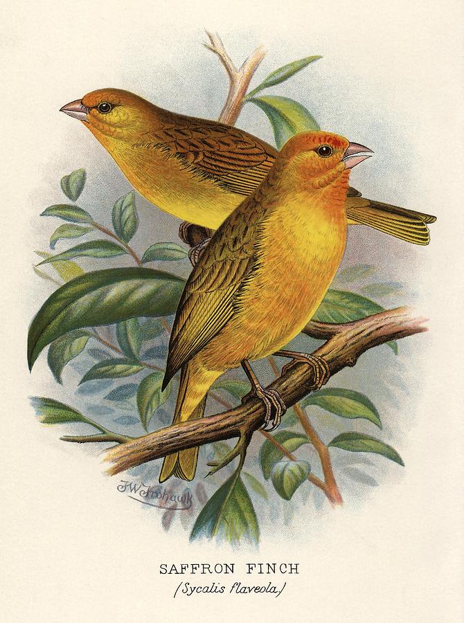 Saffron finch, Sicalis flaveola, by Frederick William Frohawk Foreign Finches in Captivity, 1899. Painting by Album
