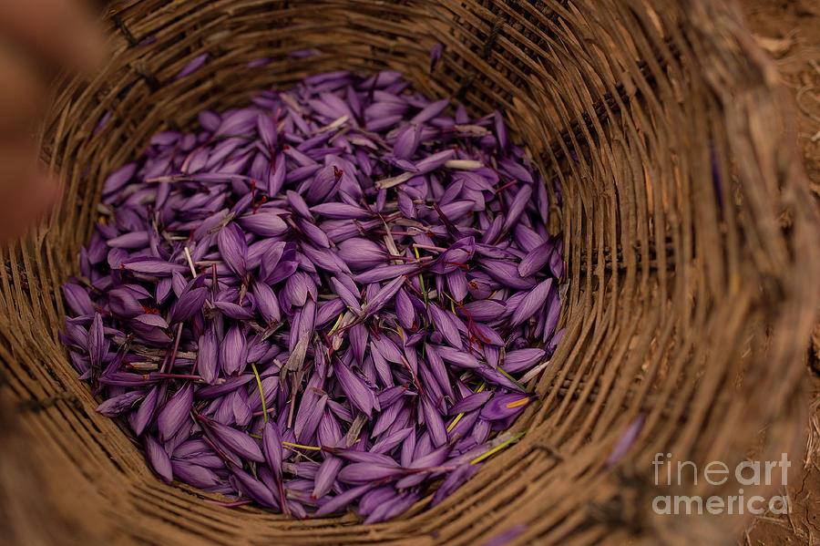 Saffron Harvest In Castilla La Mancha Photograph by Denis Doyle