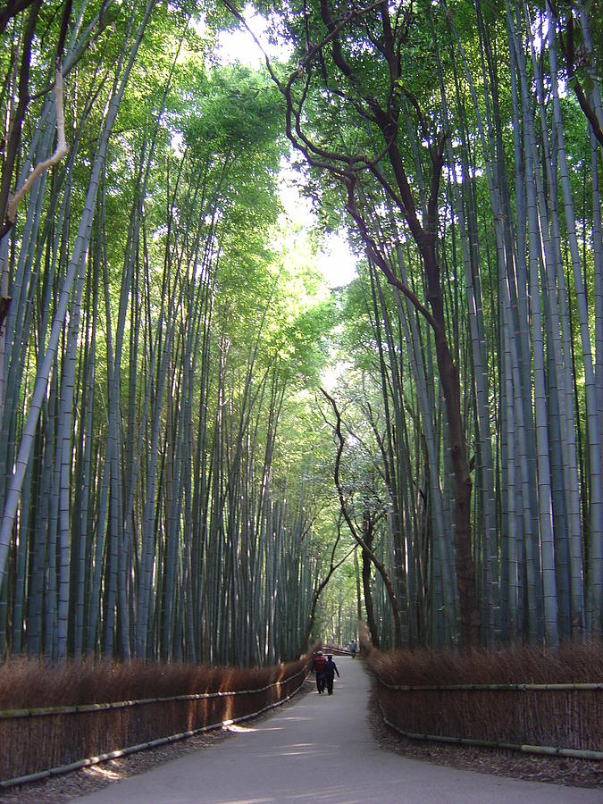 Sagano Bamboo Grove Photograph by Jonathan P. Ellgen