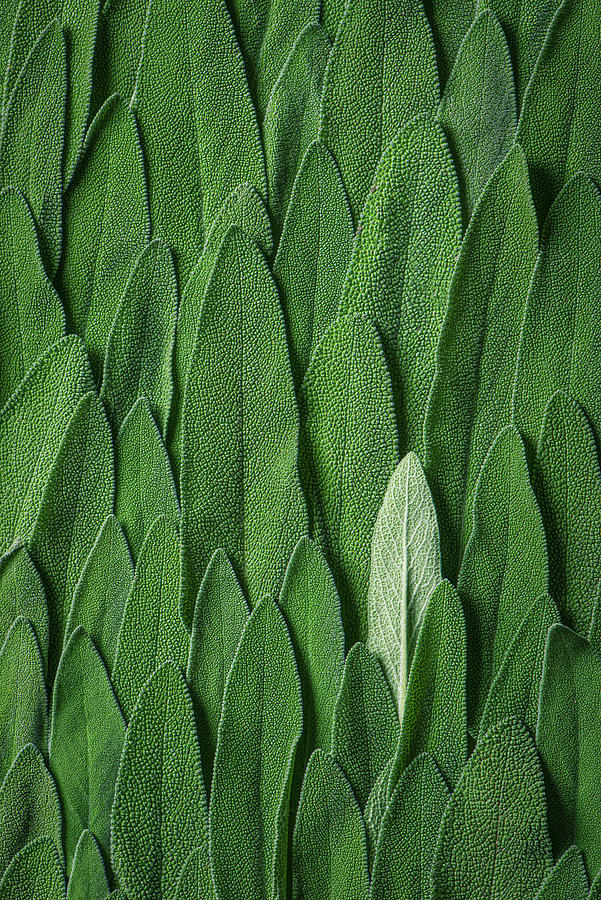 Sage Leaves Close Up, Macro Photograph by Magdalena Hendey
