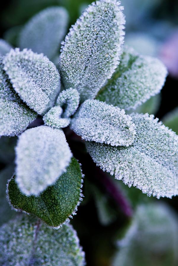 Sage Leaves Covered With Frost Photograph by Jamie Watson