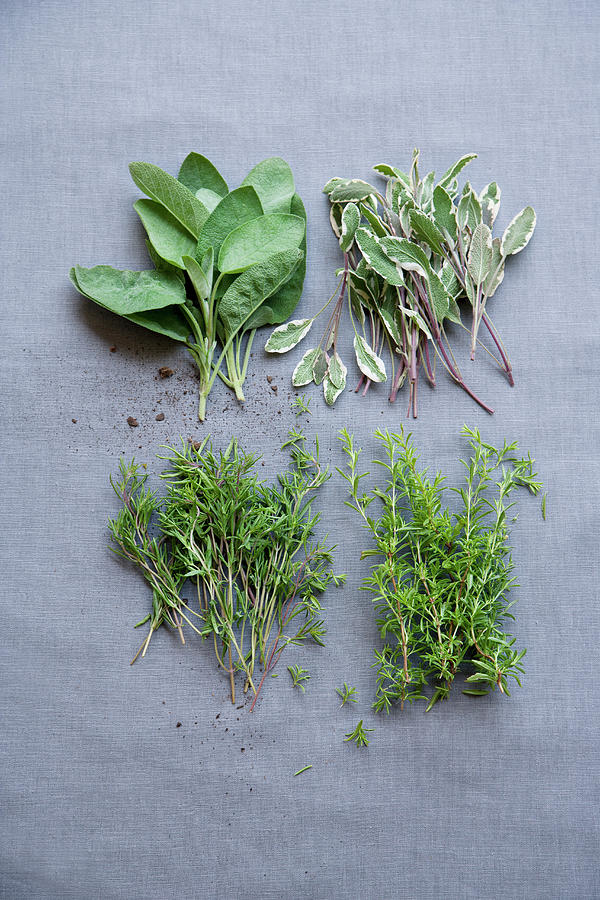 Sage, Modified Sage, Winter Savory And Summer Savory Photograph by Michael Wissing