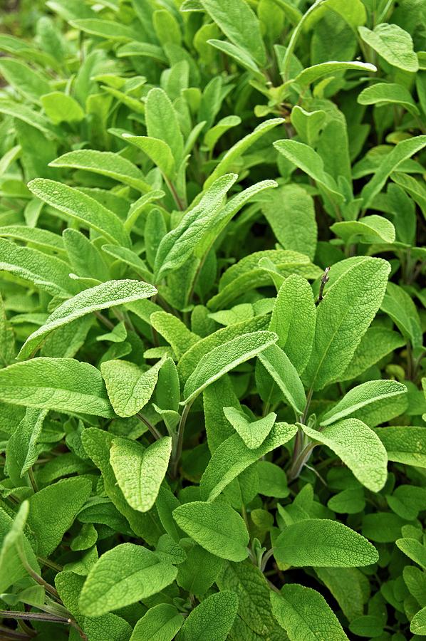 Sage Plants In A Garden Photograph by Tim Green - Fine Art America