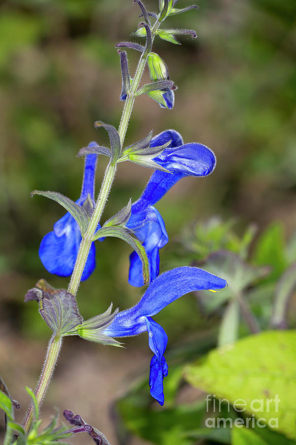 Nature Photograph - Sage (salvia Patens chilcombe) by Dr Keith Wheeler/science Photo Library