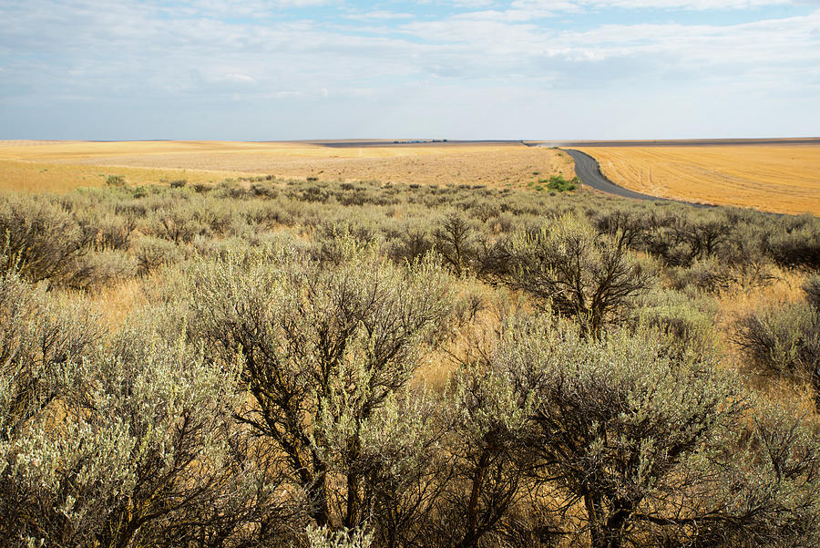 Sagebrush and Ranch Road Photograph by Tom Cochran