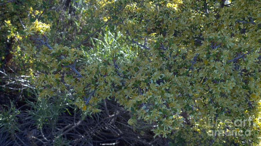 Sagebrush Flowers in El Dorado National Forest, U. S. A. Photograph by PROMedias US
