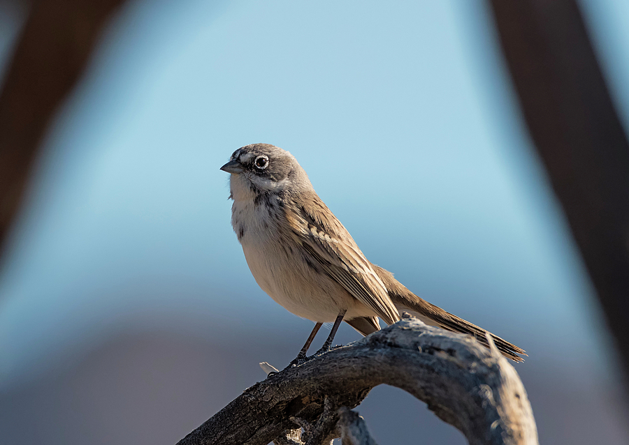 Sagebrush Sparrow Photograph by Loree Johnson