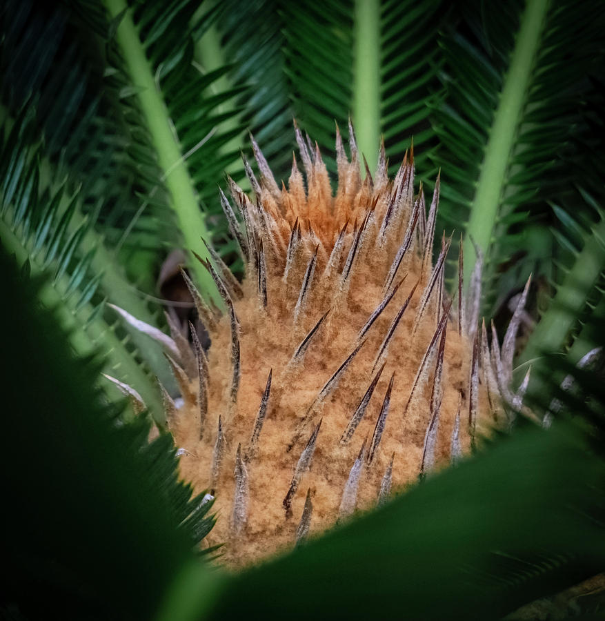 Sago Palm Photograph by Silvia Marcoschamer
