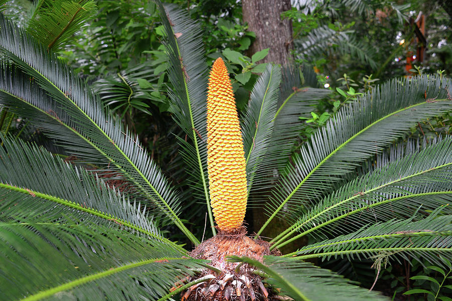 Sago palm with flower head Photograph by David Lee Thompson