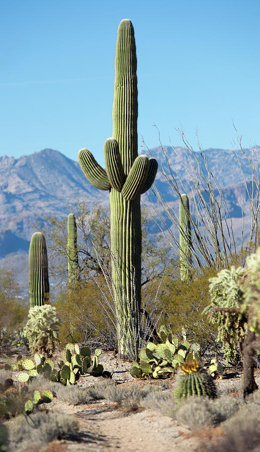 Saguara Cactus In The Sonoran Desert Photograph by Nkbimages