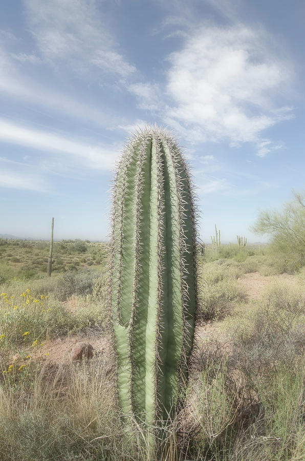 Desert Photograph - Saguaro by Alan Majchrowicz