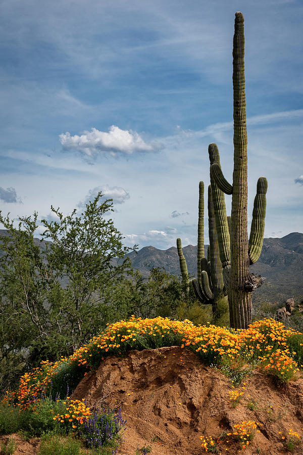 Saguaro Amidst The Wildflowers  Photograph by Saija Lehtonen