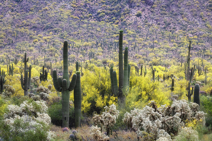 Saguaro Amongst The Palo Verde Photograph by Saija Lehtonen