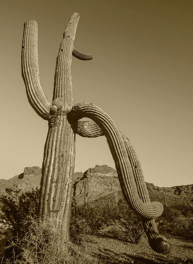 Saguaro And Ajo Mts. Photograph by Tim Fitzharris