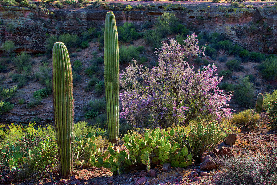 Saguaro and Blooming Ironwood Arizona Landscape Photograph by Dave Dilli