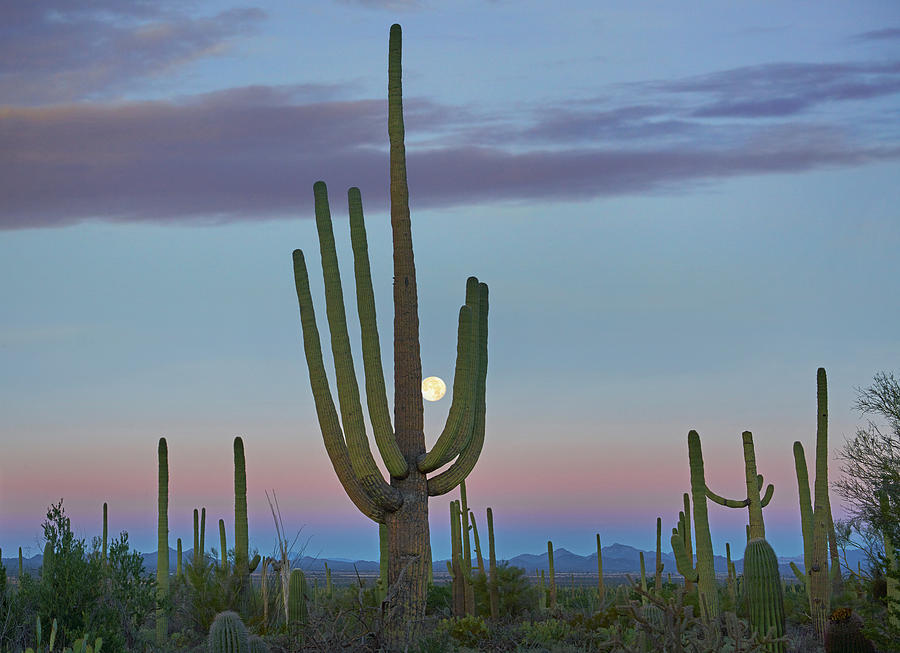 Saguaro And Moon, Saguaro National Park, Arizona Photograph by Tim Fitzharris