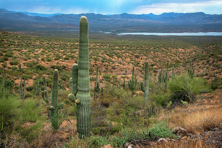 Saguaro and Roosevelt lake on Young Highway Photograph by Dave Dilli