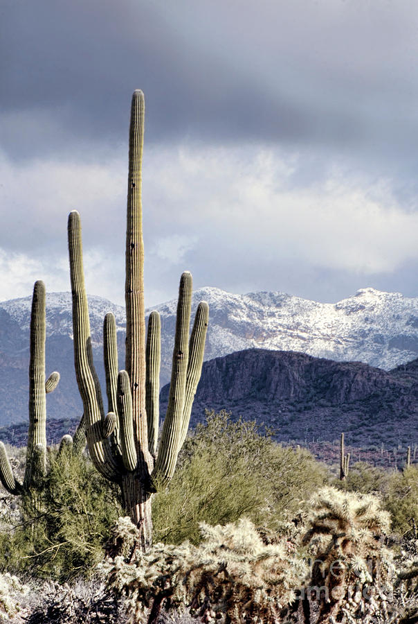 Saguaro and Snow on Mountains Photograph by Jill Battaglia