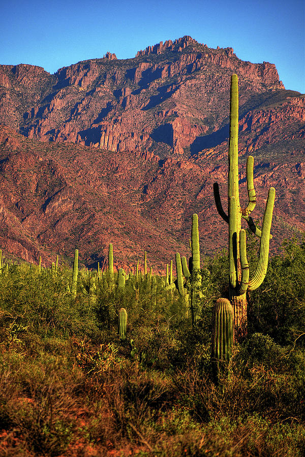 Saguaro and Superstition Mountains  Photograph by Chance Kafka