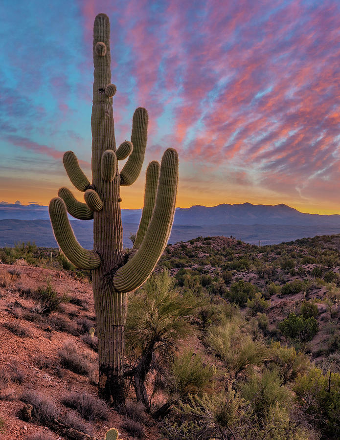 Saguaro And The Aquarius Mountains Photograph by Tim Fitzharris - Fine ...