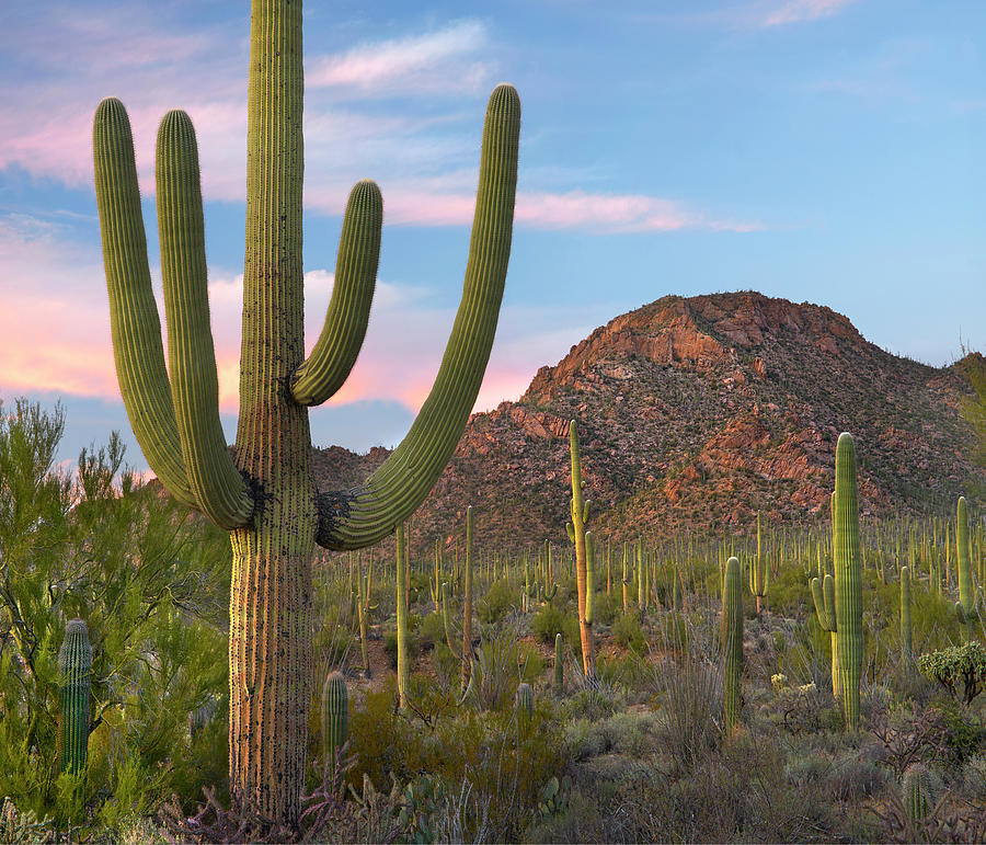 Saguaro And The Tucson Mts Photograph by Tim Fitzharris
