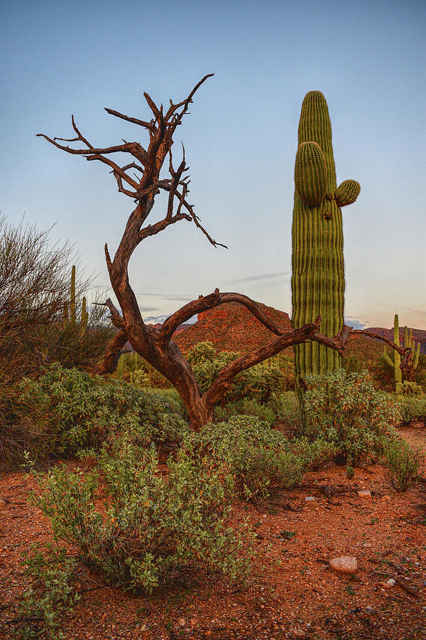 Saguaro and Tree  Photograph by Chance Kafka