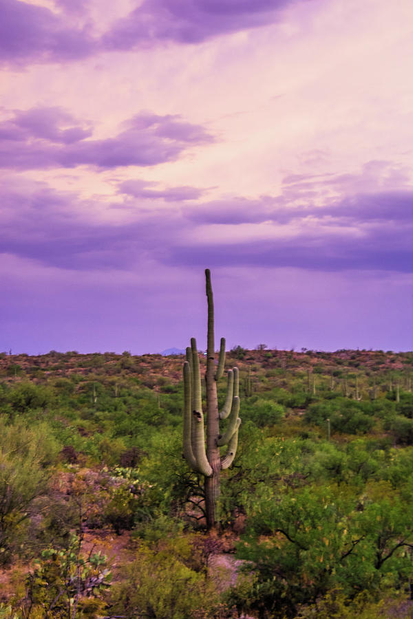 Saguaro at Dusk Photograph by Melisa Elliott