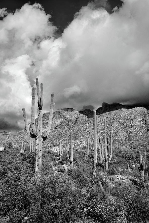 Saguaro Black and White Drama Photograph by Chance Kafka