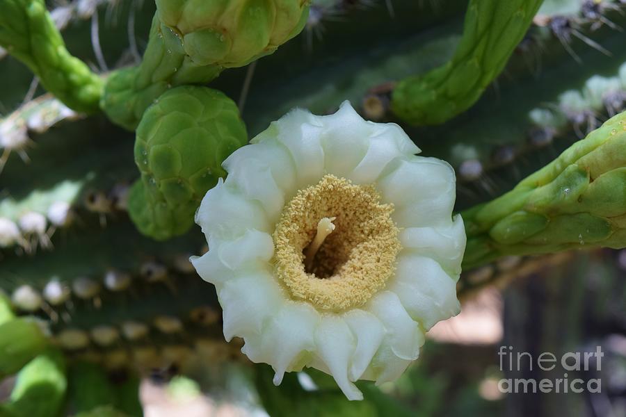 Saguaro Blossom Bliss Photograph by Janet Marie