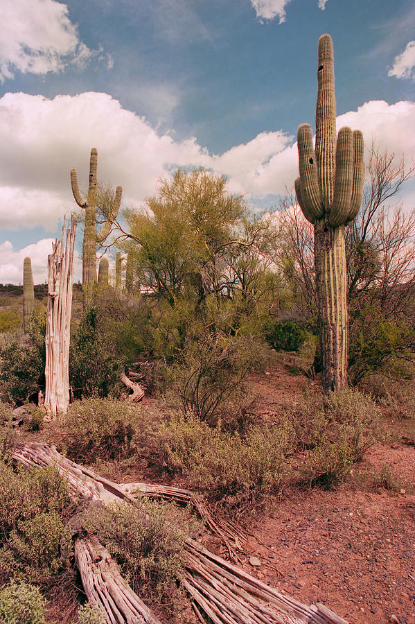 Saguaro Bones Photograph by Tom Daniel
