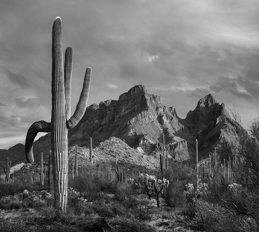 Saguaro Cacti, Ajo Mountains Photograph by Tim Fitzharris