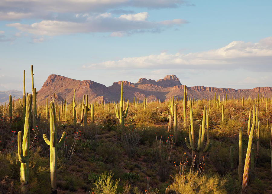 Saguaro Cacti And Desert Mountains Photograph by Kencanning