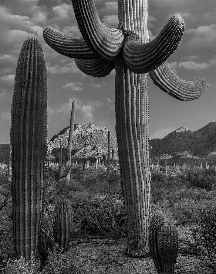 Saguaro Cacti, Arizona Photograph by Tim Fitzharris