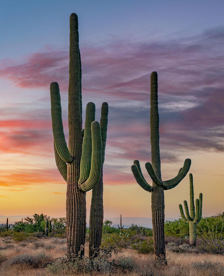 Saguaro Cacti At Sunset Photograph by Tim Fitzharris