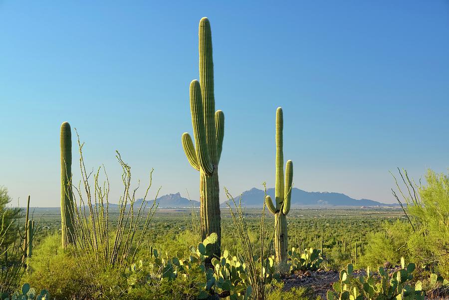 Saguaro Cacti Digital Art by Heeb Photos - Fine Art America