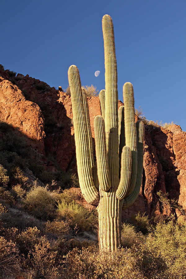 Saguaro Cacti In The Desert Photograph by Imaginegolf