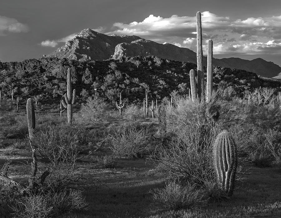 Saguaro Cacti, Picacho Mts Photograph by Tim Fitzharris