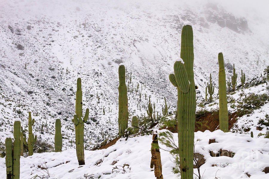 Saguaro Cacti Standing in Snow Photograph by Jeanette Brown - Pixels