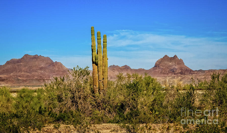Saguaro Cactus And The Sonoran Desert Photograph by Robert Bales