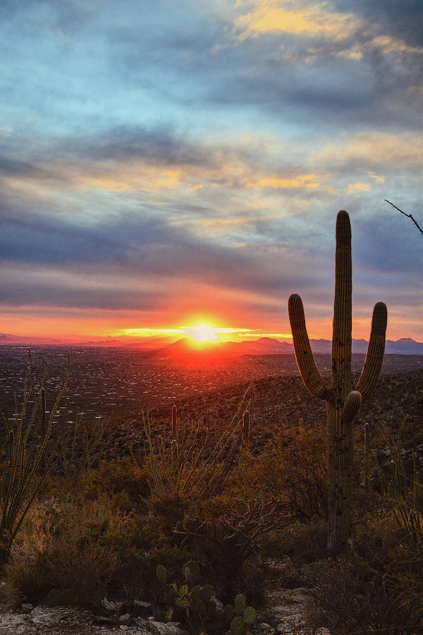 Saguaro Cactus and Tucson at Sunset Photograph by Chance Kafka