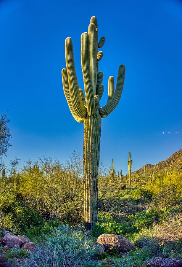 Saguaro Cactus  Photograph by Anthony Giammarino
