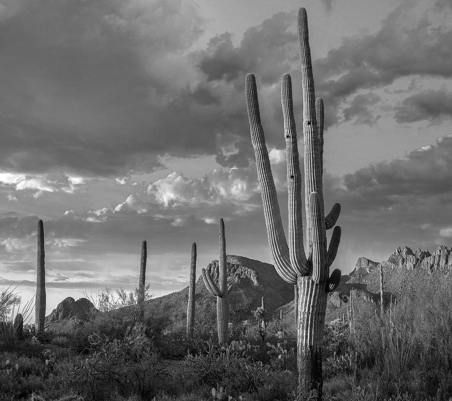 Saguaro Cactus, Arizona Photograph by Tim Fitzharris